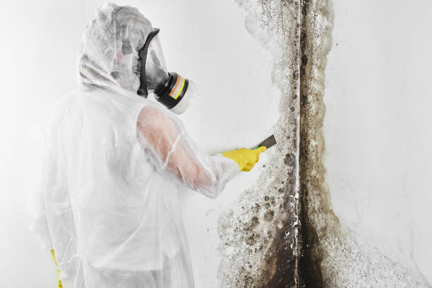 Water damage restoration experts